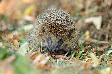 《高达SEED 激斗命运 复刻版》正式发售 经典回归